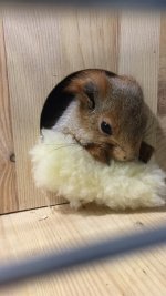 7A024252-A954-4C12-8851-B7C884A0FE66.jpeg 7A024252-A954-4C12-8851-B7C884A0FE66.jpeg