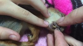 2266F646-34B1-46DD-B272-C3548D469E5F.jpeg 2266F646-34B1-46DD-B272-C3548D469E5F.jpeg