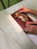 F4D18062-D88E-4FD8-93CE-0A961898DD66.jpeg F4D18062-D88E-4FD8-93CE-0A961898DD66.jpeg