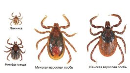 Как-выглядит-клещ-личинка-нимфа-клеща-мужская-и-женская-особи-768x434.jpg Как-выглядит-клещ-личинка-нимфа-клеща-мужская-и-женская-особи-768x434.jpg