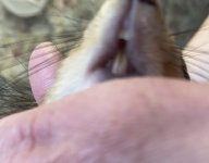 77058CF7-832C-4C43-AA9C-829015CDBBCE.jpeg