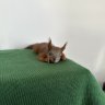 Marmushka