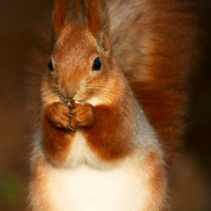 depositphotos_1523937-stock-photo-red-squirrel.jpg