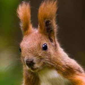 redsquirrel01b.jpg